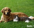 如何能够让猫猫和狗和谐相处？