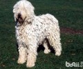 可蒙犬和波利犬的差别都有哪些？