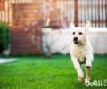 大城市中是不是应当严禁喂养宠物犬？