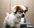 小狗胆小怎么办 小狗胆怯怎么训练