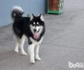 阿拉斯加犬好养吗 阿拉喂养喂养五大常见问题