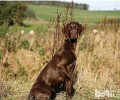 指示犬冼澡的流程都有哪些？