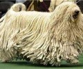 波利犬如何 波利犬详解