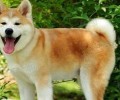 秋田犬和柴犬的区别都有什么？