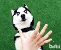 哈士奇犬种详细介绍