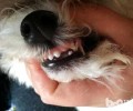 狗狗会换牙吗？狗狗换牙時间