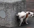 公犬尿尿时为何要翘起来一条腿？