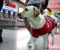 导盲犬是怎么工作中的 普遍的导盲犬有哪些
