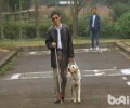 导盲犬详解 陪你掌握真实的导盲犬