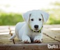 小狗犯错误该怎么办？小狗犯错误要斥责吗？