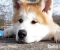 小狗犯错误会致歉吗？
