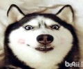 哈士奇犬与阿拉斯加犬雪橇犬有什么不同？