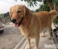 狗的年龄如何判断？