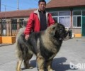 高加索犬如何 高加索犬好养吗