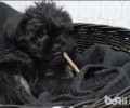 猴面梗是啥种类？猴面梗详解