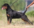 罗威纳犬如何 罗威纳犬好养吗