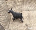 雪纳瑞一天喂是多少犬粮适合？