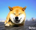 柴犬智商高吗？柴犬智商如何？