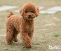 泰迪犬的优势及缺陷详解