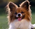 如何购买一只出色的蝴蝶犬？蝴蝶犬购买方法