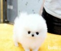 博美犬如何购买？博美犬购买方式