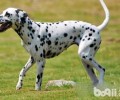大麦町犬如何？大麦町犬购买方式