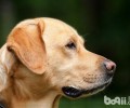 怀孕犬如何喂养？怀孕犬喂养方式