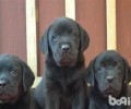 拉布拉多犬详解