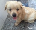 金毛幼犬怎么养？