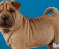 沙皮犬怎么养？沙皮犬好养吗？
