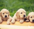 拉布拉多犬冬季怎么养 金毛冬季喂养方式