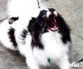 怎么让小狗清静 如何训练小狗在公共场合保持安静不要喧哗