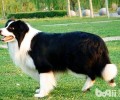 如何购买一只能的边境牧羊犬？
