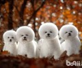 宠物犬选购的方式都有哪些？