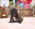法国斗牛犬的尴尬期和暴头期是啥？