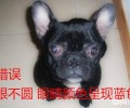 在网上购买法斗必须留意的难题都有哪些？