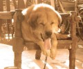 狗狗打架小宠物主应当怎样劝阻？