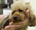 狗狗美容必须的专用工具都有哪些？