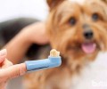 如何帮小狗刷牙漱口 小狗刷牙漱口不配合该怎么办
