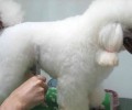医护小狗头发的方法都有哪些？