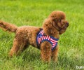 泰迪犬偏瘦该怎么办 如何让泰迪犬发胖
