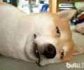 夏季小狗中署后应当该怎么办？