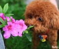 玩具贵宾犬应当如何区分真伪？