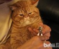犬猫剪修手指甲常见问题 犬猫剪修手指甲的缘故有什么