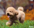喂养泰迪犬的优势都有哪些？