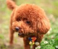 怎么给泰迪犬刷牙漱口 泰迪犬刷牙漱口方法
