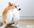 家里喂养柯基犬的缺陷都有哪些？
