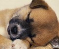 中华田园犬的四大优势详细介绍