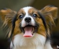 哪种色的蝴蝶犬最好看呢？