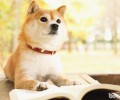 吃什么食物让小狗头发头发柔顺，小狗头发的医护方式